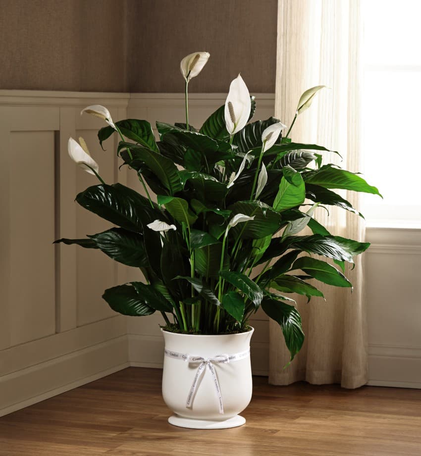 8" Comfort Planter