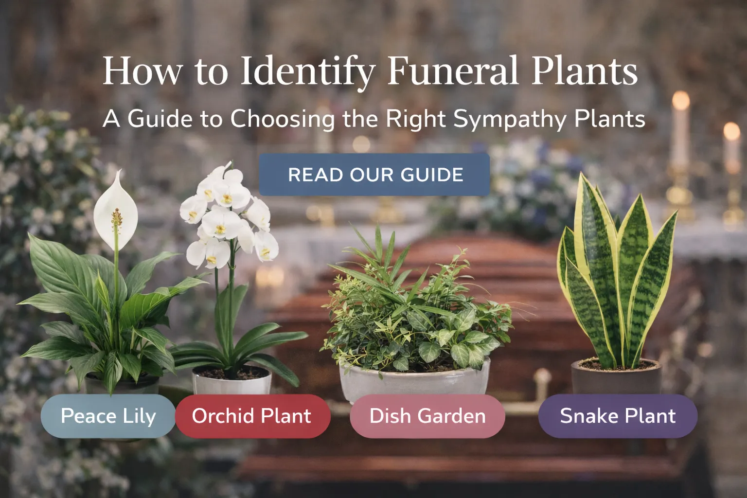 Funeral Plants
