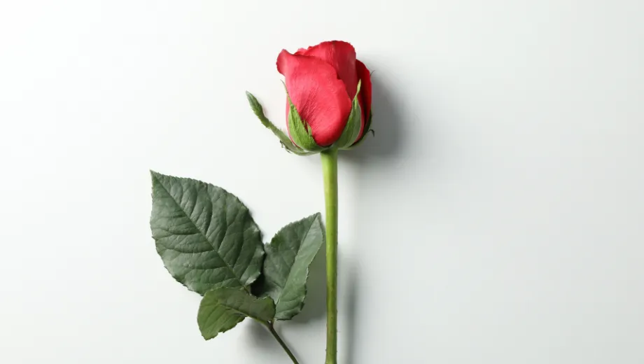 Every Petal Speaks: Discover the Meaning Behind the Blooms Every Petal Speaks: Discover the Meaning Behind the Blooms