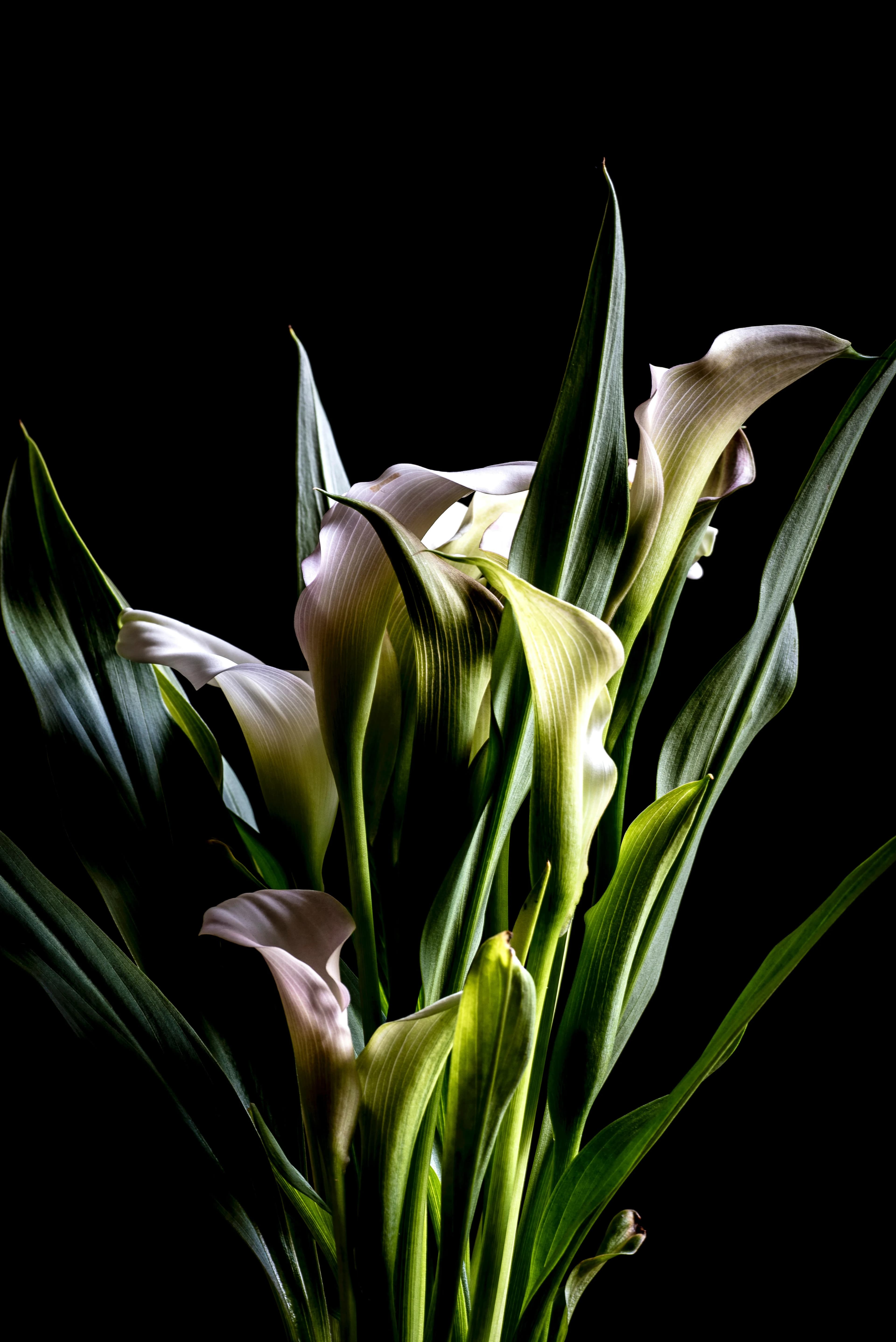 Featured Funeral Flower of the Month: Calla Lily Featured Funeral Flower of the Month: Calla Lily