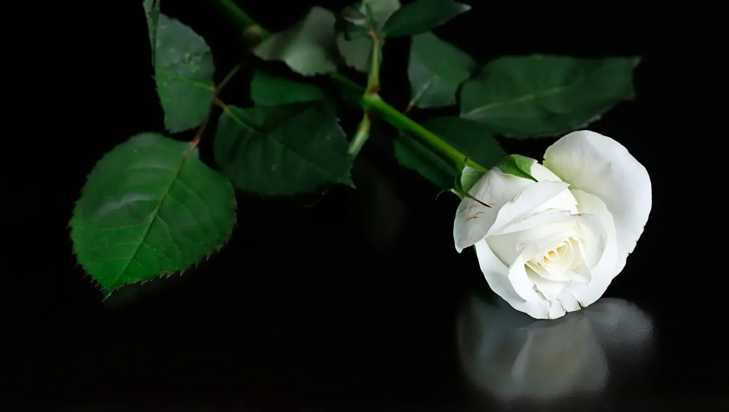 White Roses: Symbolism, Varieties & Buying Guide