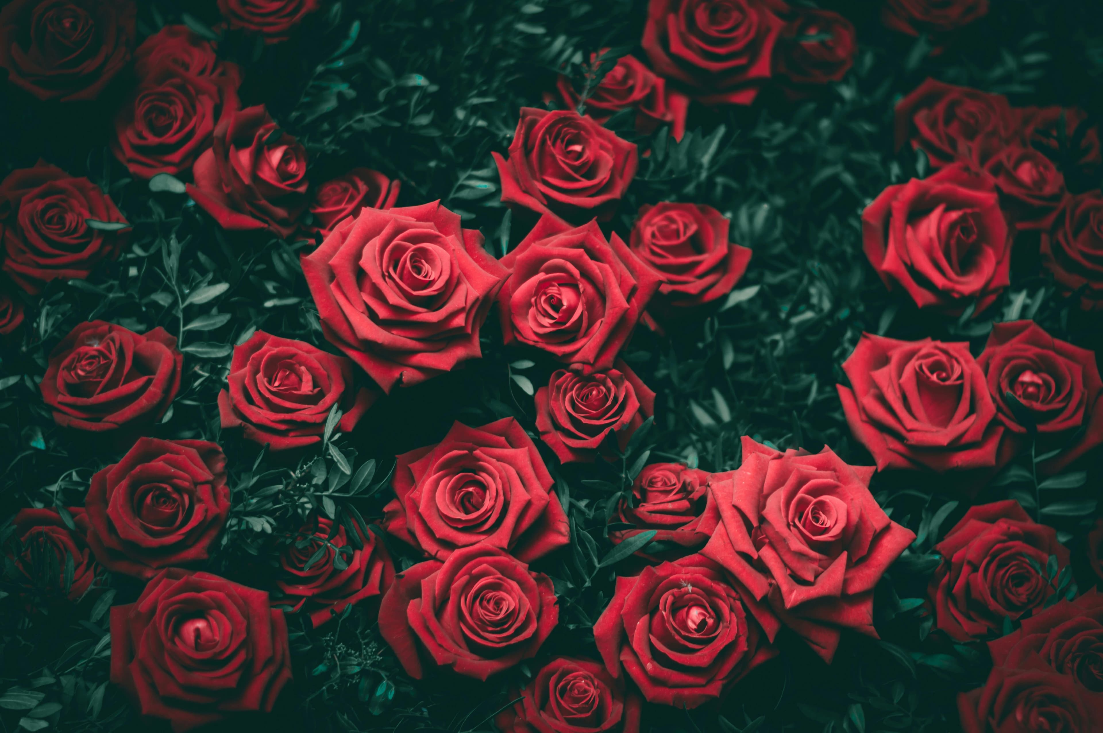 How Much Does 1 Dozen Roses Cost | Rest In Blooms